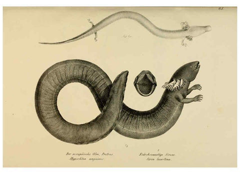 Reproducción/Reproduction 6059235885: Naturgeschichte und Abbildungen der Reptilien Schaffhausen :Aus Brodtmann's lithographischer Kunstanstalt,1833