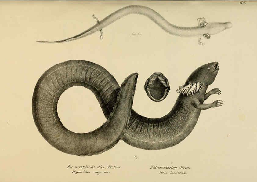 Reproducción/Reproduction 6059235885: Naturgeschichte und Abbildungen der Reptilien Schaffhausen :Aus Brodtmann's lithographischer Kunstanstalt,1833