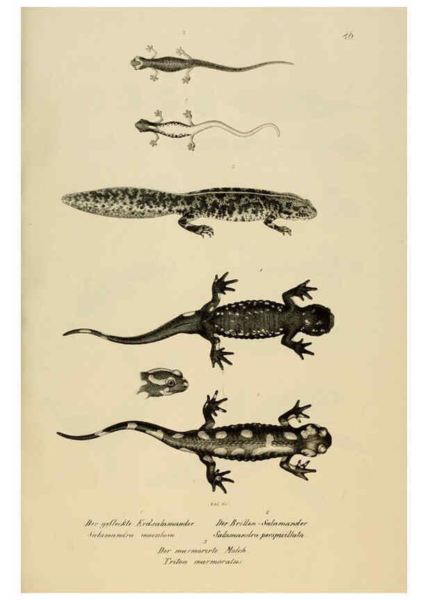 Reproducción/Reproduction 6059236101: Naturgeschichte und Abbildungen der Reptilien Schaffhausen :Aus Brodtmann's lithographischer Kunstanstalt,1833