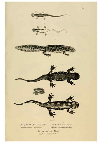 Reproducción/Reproduction 6059236101: Naturgeschichte und Abbildungen der Reptilien Schaffhausen :Aus Brodtmann's lithographischer Kunstanstalt,1833