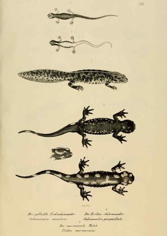 Reproducción/Reproduction 6059236101: Naturgeschichte und Abbildungen der Reptilien Schaffhausen :Aus Brodtmann's lithographischer Kunstanstalt,1833
