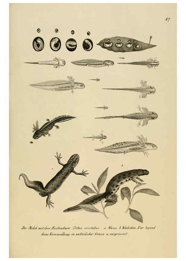 Reproducción/Reproduction 6059236563: Naturgeschichte und Abbildungen der Reptilien Schaffhausen :Aus Brodtmann's lithographischer Kunstanstalt,1833