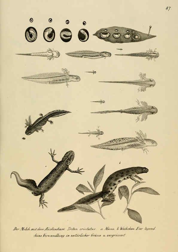 Reproducción/Reproduction 6059236563: Naturgeschichte und Abbildungen der Reptilien Schaffhausen :Aus Brodtmann's lithographischer Kunstanstalt,1833