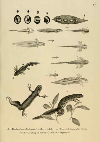 Reproducción/Reproduction 6059236563: Naturgeschichte und Abbildungen der Reptilien Schaffhausen :Aus Brodtmann's lithographischer Kunstanstalt,1833