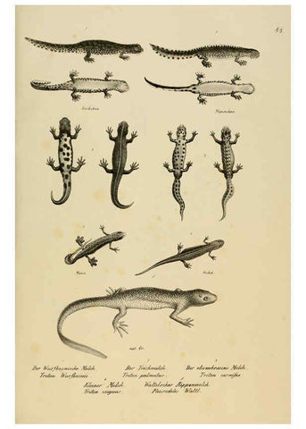 Reproducción/Reproduction 6059784382: Naturgeschichte und Abbildungen der Reptilien Schaffhausen :Aus Brodtmann's lithographischer Kunstanstalt,1833