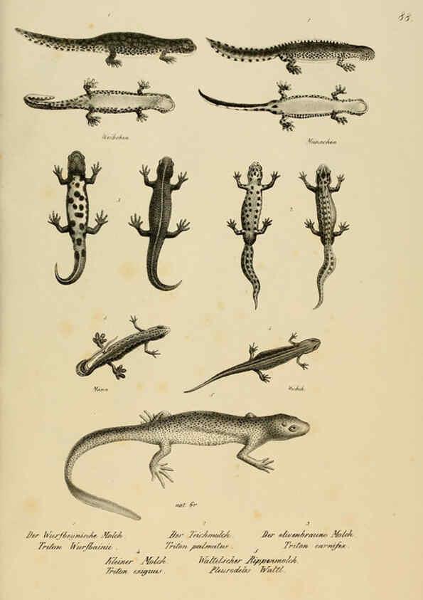 Reproducción/Reproduction 6059784382: Naturgeschichte und Abbildungen der Reptilien Schaffhausen :Aus Brodtmann's lithographischer Kunstanstalt,1833