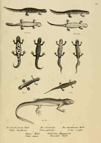 Reproducción/Reproduction 6059784382: Naturgeschichte und Abbildungen der Reptilien Schaffhausen :Aus Brodtmann's lithographischer Kunstanstalt,1833