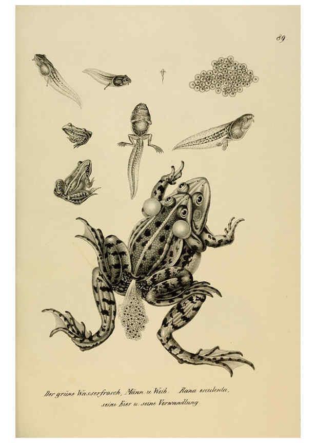 Reproducción/Reproduction 6059237003: Naturgeschichte und Abbildungen der Reptilien Schaffhausen :Aus Brodtmann's lithographischer Kunstanstalt,1833