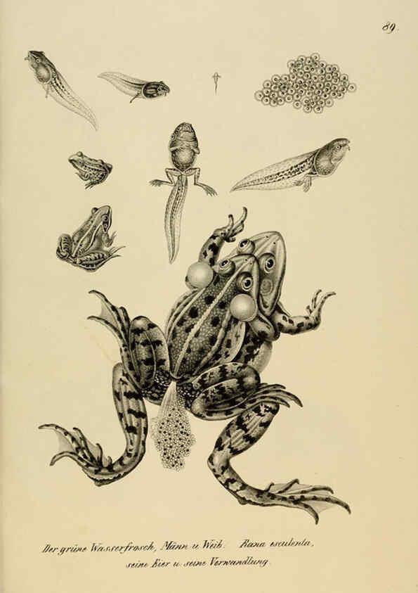 Reproducción/Reproduction 6059237003: Naturgeschichte und Abbildungen der Reptilien Schaffhausen :Aus Brodtmann's lithographischer Kunstanstalt,1833
