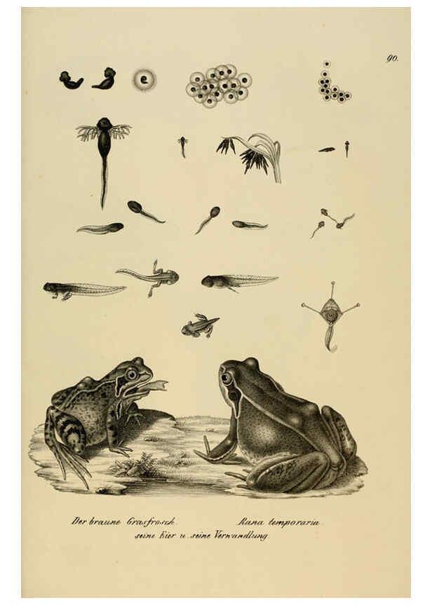 Reproducción/Reproduction 6059237225: Naturgeschichte und Abbildungen der Reptilien Schaffhausen :Aus Brodtmann's lithographischer Kunstanstalt,1833