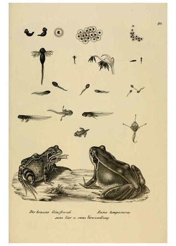 Reproducción/Reproduction 6059237225: Naturgeschichte und Abbildungen der Reptilien Schaffhausen :Aus Brodtmann's lithographischer Kunstanstalt,1833