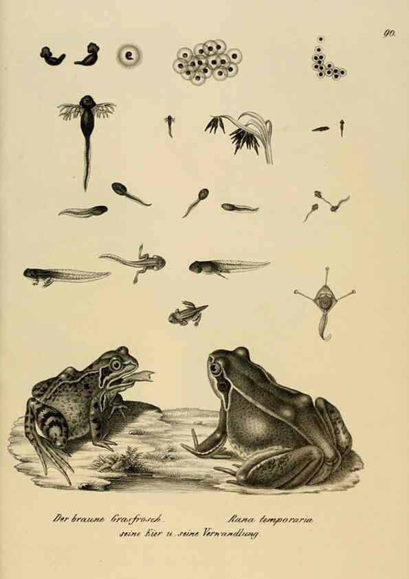 Reproducción/Reproduction 6059237225: Naturgeschichte und Abbildungen der Reptilien Schaffhausen :Aus Brodtmann's lithographischer Kunstanstalt,1833