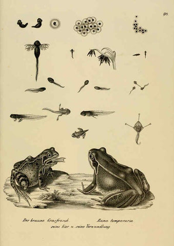 Reproducción/Reproduction 6059237225: Naturgeschichte und Abbildungen der Reptilien Schaffhausen :Aus Brodtmann's lithographischer Kunstanstalt,1833