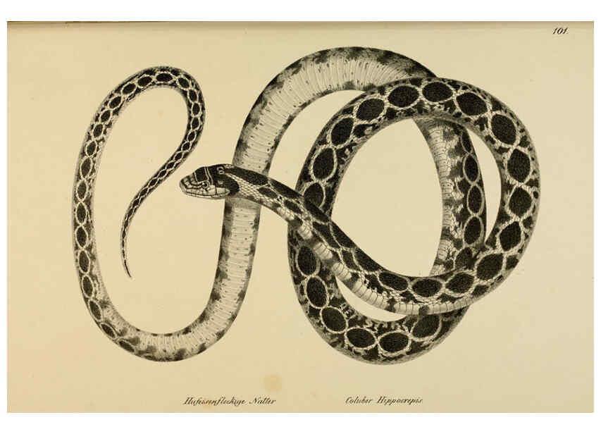 Reproducción/Reproduction 6059787520: Naturgeschichte und Abbildungen der Reptilien Schaffhausen :Aus Brodtmann's lithographischer Kunstanstalt,1833