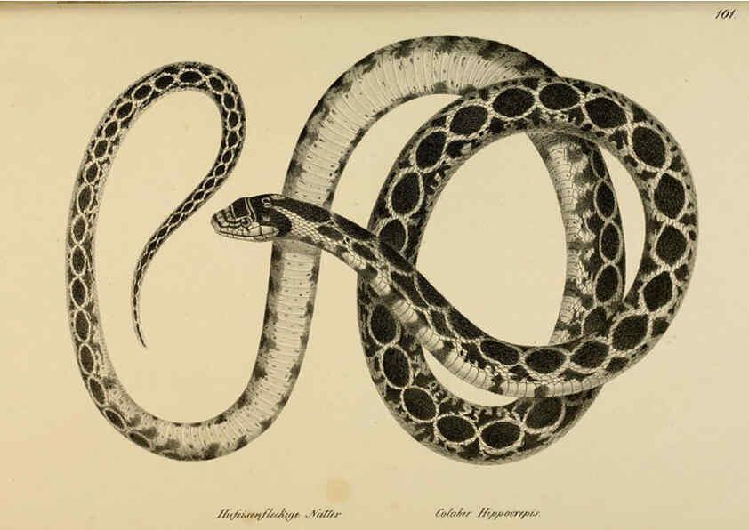 Reproducción/Reproduction 6059787520: Naturgeschichte und Abbildungen der Reptilien Schaffhausen :Aus Brodtmann's lithographischer Kunstanstalt,1833