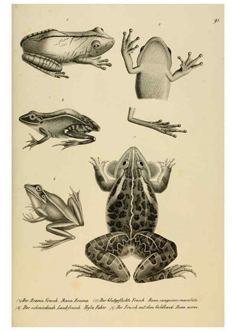 Reproducción/Reproduction 6059237451: Naturgeschichte und Abbildungen der Reptilien Schaffhausen :Aus Brodtmann's lithographischer Kunstanstalt,1833