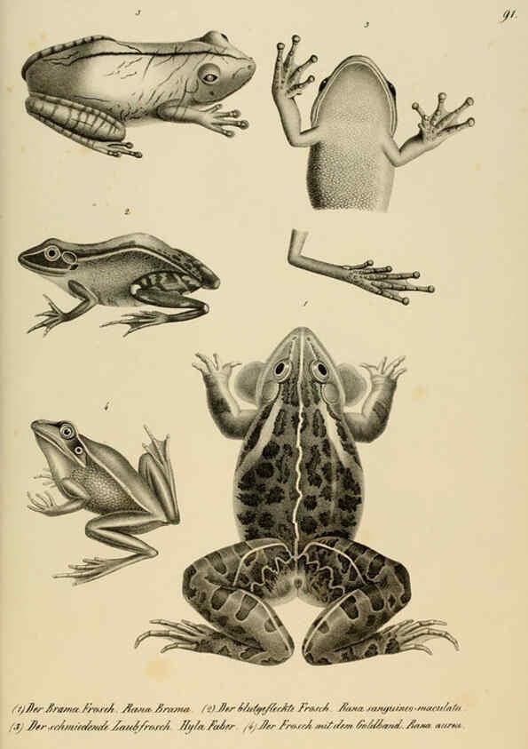 Reproducción/Reproduction 6059237451: Naturgeschichte und Abbildungen der Reptilien Schaffhausen :Aus Brodtmann's lithographischer Kunstanstalt,1833