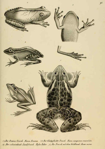 Reproducción/Reproduction 6059237451: Naturgeschichte und Abbildungen der Reptilien Schaffhausen :Aus Brodtmann's lithographischer Kunstanstalt,1833