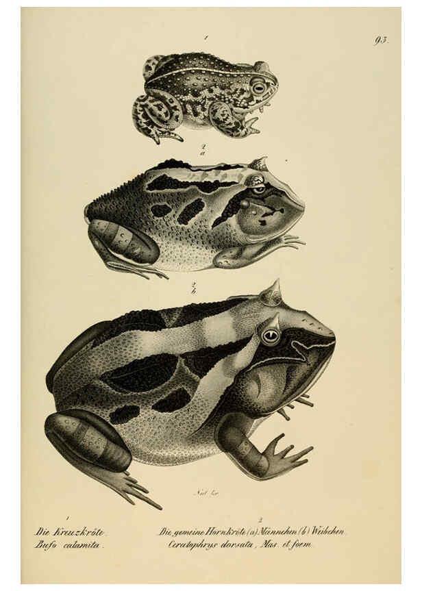 Reproducción/Reproduction 6059785640: Naturgeschichte und Abbildungen der Reptilien Schaffhausen :Aus Brodtmann's lithographischer Kunstanstalt,1833