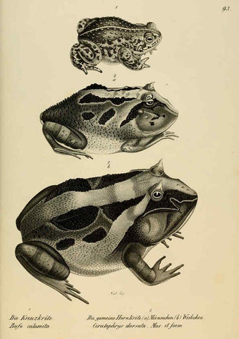 Reproducción/Reproduction 6059785640: Naturgeschichte und Abbildungen der Reptilien Schaffhausen :Aus Brodtmann's lithographischer Kunstanstalt,1833
