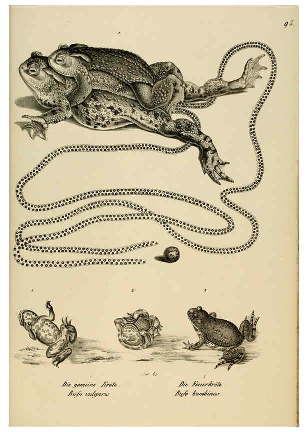 Reproducción/Reproduction 6059785804: Naturgeschichte und Abbildungen der Reptilien Schaffhausen :Aus Brodtmann's lithographischer Kunstanstalt,1833