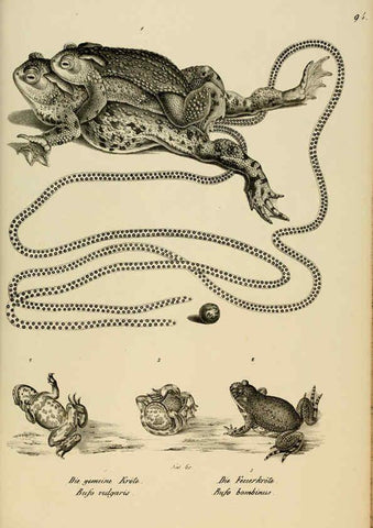 Reproducción/Reproduction 6059785804: Naturgeschichte und Abbildungen der Reptilien Schaffhausen :Aus Brodtmann's lithographischer Kunstanstalt,1833