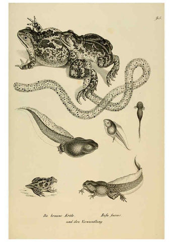 Reproducción/Reproduction 6059786086: Naturgeschichte und Abbildungen der Reptilien Schaffhausen :Aus Brodtmann's lithographischer Kunstanstalt,1833