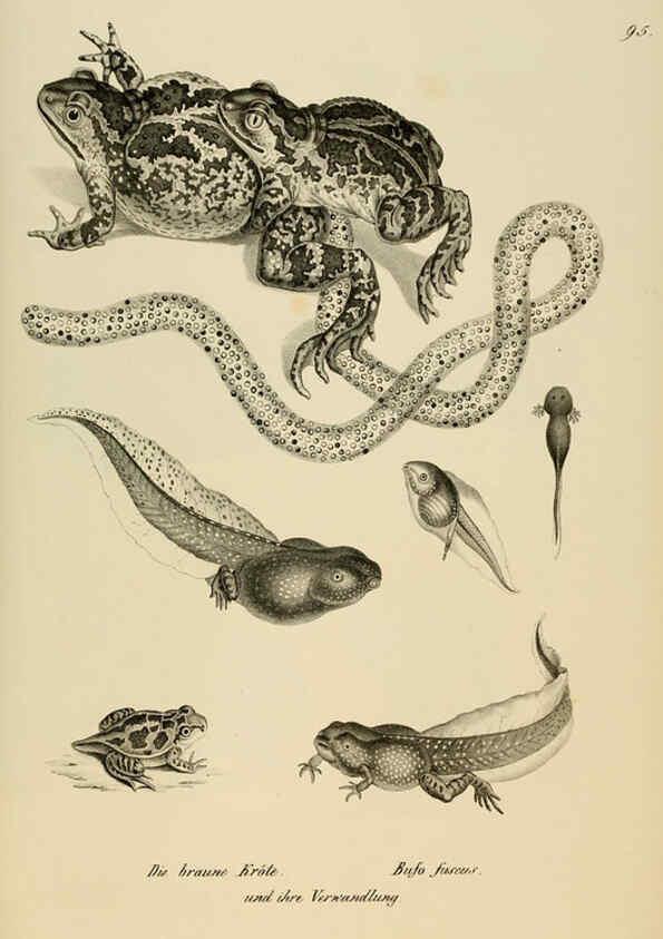 Reproducción/Reproduction 6059786086: Naturgeschichte und Abbildungen der Reptilien Schaffhausen :Aus Brodtmann's lithographischer Kunstanstalt,1833