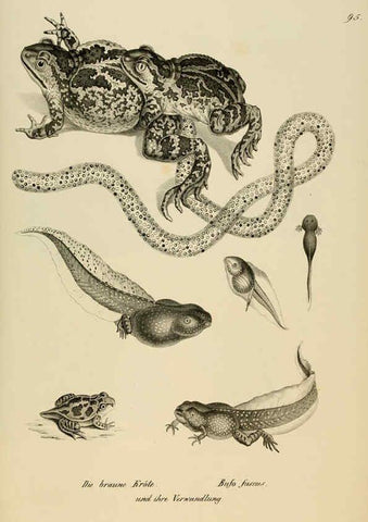 Reproducción/Reproduction 6059786086: Naturgeschichte und Abbildungen der Reptilien Schaffhausen :Aus Brodtmann's lithographischer Kunstanstalt,1833