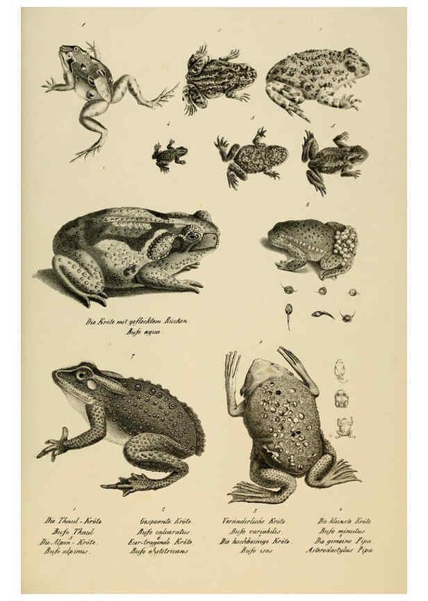 Reproducción/Reproduction 6059238927: Naturgeschichte und Abbildungen der Reptilien Schaffhausen :Aus Brodtmann's lithographischer Kunstanstalt,1833