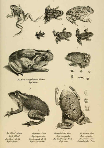 Reproducción/Reproduction 6059238927: Naturgeschichte und Abbildungen der Reptilien Schaffhausen :Aus Brodtmann's lithographischer Kunstanstalt,1833