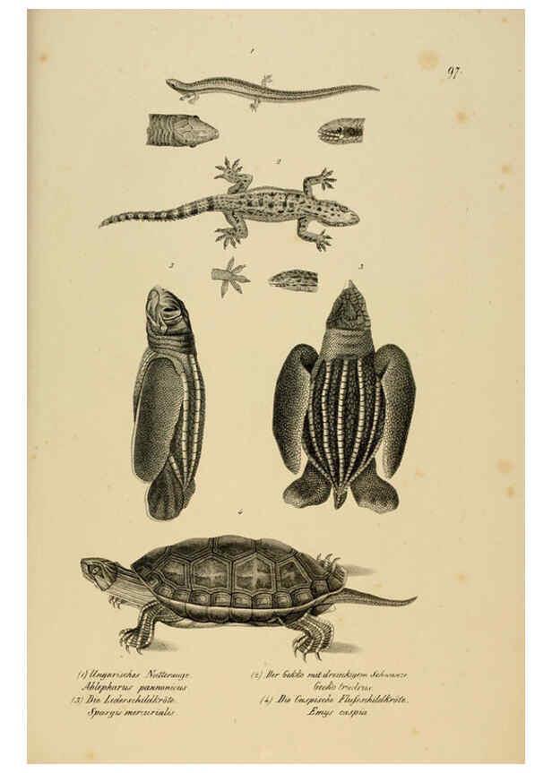 Reproducción/Reproduction 6059786626: Naturgeschichte und Abbildungen der Reptilien Schaffhausen :Aus Brodtmann's lithographischer Kunstanstalt,1833