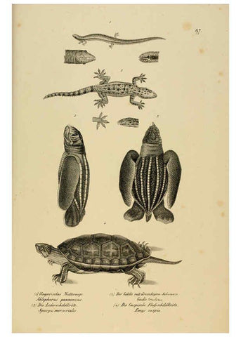 Reproducción/Reproduction 6059786626: Naturgeschichte und Abbildungen der Reptilien Schaffhausen :Aus Brodtmann's lithographischer Kunstanstalt,1833