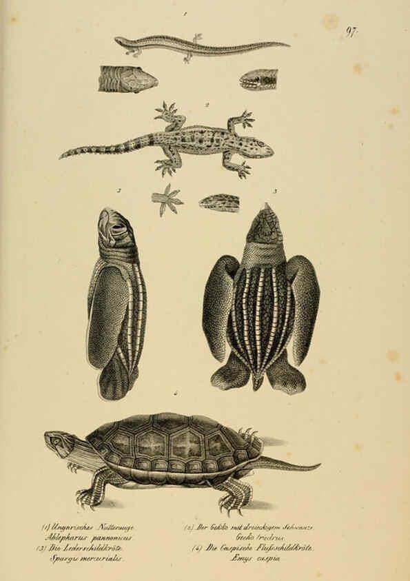 Reproducción/Reproduction 6059786626: Naturgeschichte und Abbildungen der Reptilien Schaffhausen :Aus Brodtmann's lithographischer Kunstanstalt,1833