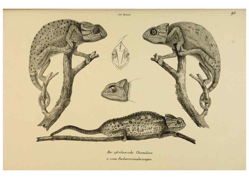 Reproducción/Reproduction 6059786832: Naturgeschichte und Abbildungen der Reptilien Schaffhausen :Aus Brodtmann's lithographischer Kunstanstalt,1833