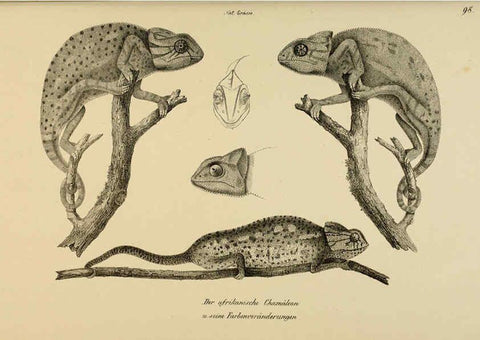 Reproducción/Reproduction 6059786832: Naturgeschichte und Abbildungen der Reptilien Schaffhausen :Aus Brodtmann's lithographischer Kunstanstalt,1833