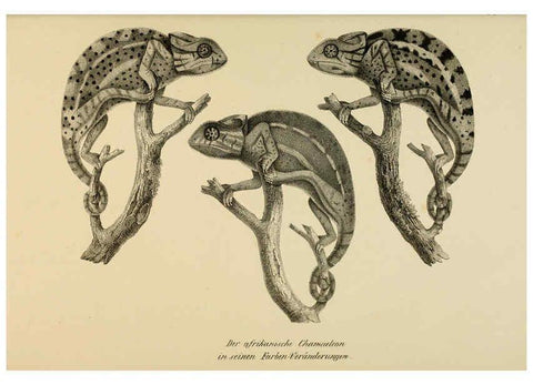 Reproducción/Reproduction 6059239621: Naturgeschichte und Abbildungen der Reptilien Schaffhausen :Aus Brodtmann's lithographischer Kunstanstalt,1833