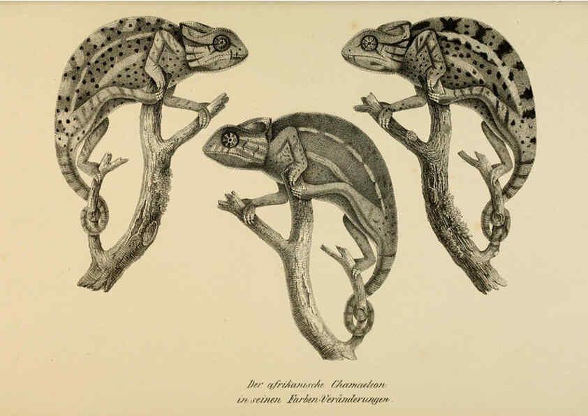 Reproducción/Reproduction 6059239621: Naturgeschichte und Abbildungen der Reptilien Schaffhausen :Aus Brodtmann's lithographischer Kunstanstalt,1833