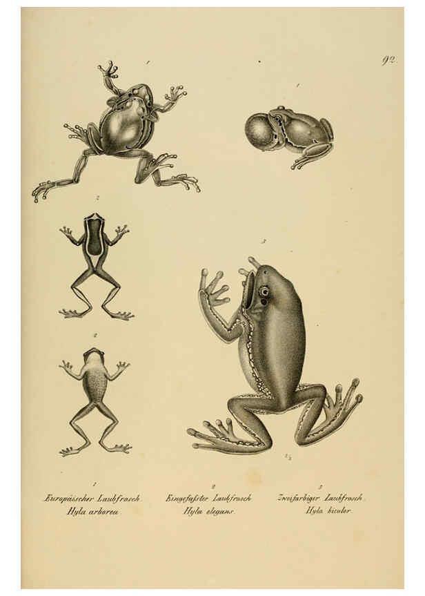 Reproducción/Reproduction 6059237665: Naturgeschichte und Abbildungen der Reptilien Schaffhausen :Aus Brodtmann's lithographischer Kunstanstalt,1833