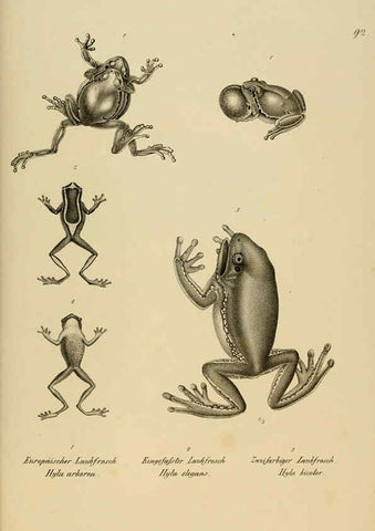Reproducción/Reproduction 6059237665: Naturgeschichte und Abbildungen der Reptilien Schaffhausen :Aus Brodtmann's lithographischer Kunstanstalt,1833