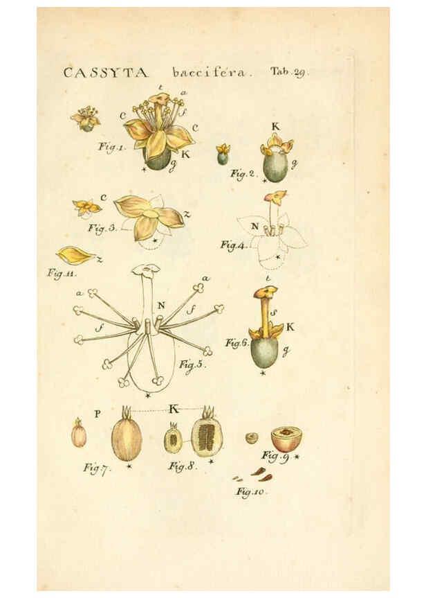 Reproducción/Reproduction 6059658190: Illustratio systematis sexualis Linnaeani Francofurti ad Moenum,Varrentrapp et Wenner,1789
