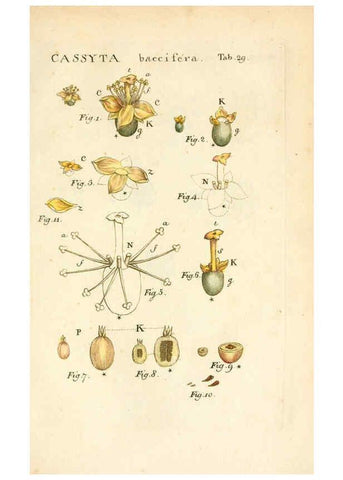 Reproducción/Reproduction 6059658190: Illustratio systematis sexualis Linnaeani Francofurti ad Moenum,Varrentrapp et Wenner,1789