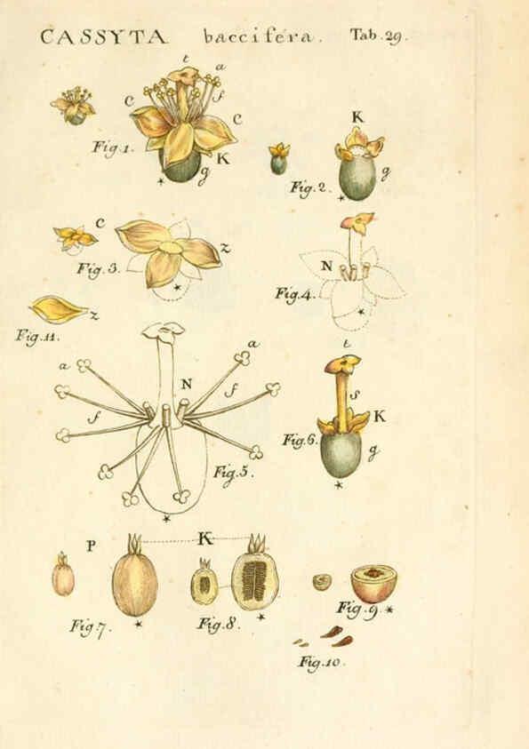 Reproducción/Reproduction 6059658190: Illustratio systematis sexualis Linnaeani Francofurti ad Moenum,Varrentrapp et Wenner,1789