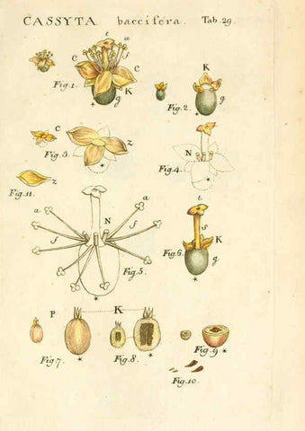 Reproducción/Reproduction 6059658190: Illustratio systematis sexualis Linnaeani Francofurti ad Moenum,Varrentrapp et Wenner,1789