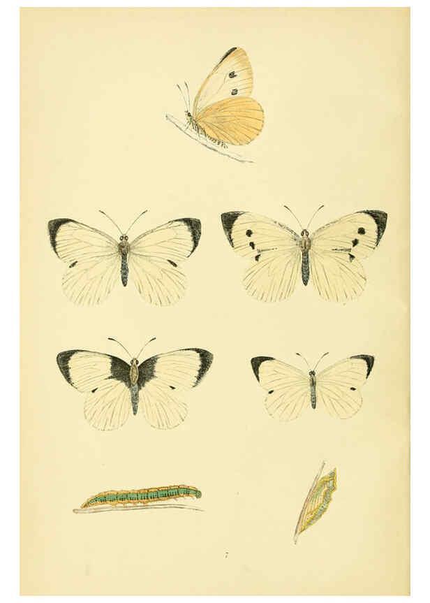 Reproducción/Reproduction 6073060923: A history of British butterflies London :John C. Nimmo,1890