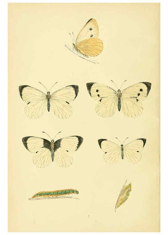 Reproducción/Reproduction 6073060923: A history of British butterflies London :John C. Nimmo,1890