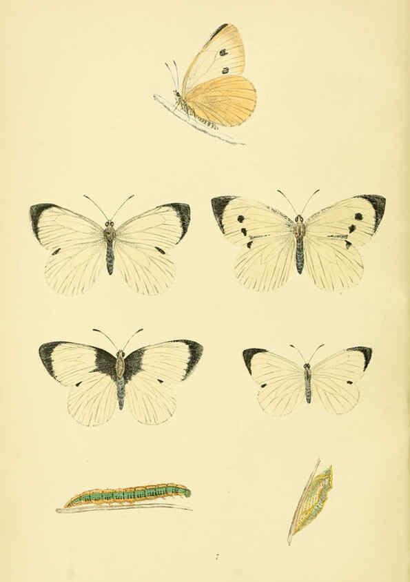 Reproducción/Reproduction 6073060923: A history of British butterflies London :John C. Nimmo,1890
