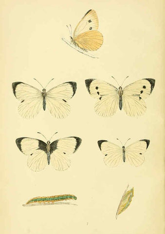 Reproducción/Reproduction 6073060923: A history of British butterflies London :John C. Nimmo,1890