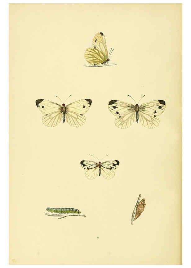 Reproducción/Reproduction 6073602398: A history of British butterflies London :John C. Nimmo,1890