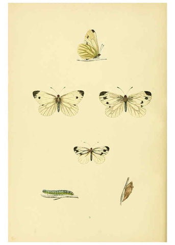 Reproducción/Reproduction 6073602398: A history of British butterflies London :John C. Nimmo,1890